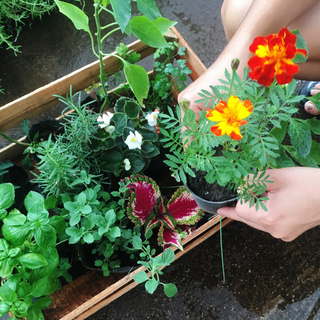 Hands planting planter with garden plants